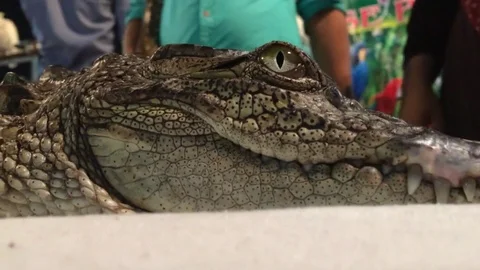 Crocodile close up Stock Footage 80087908