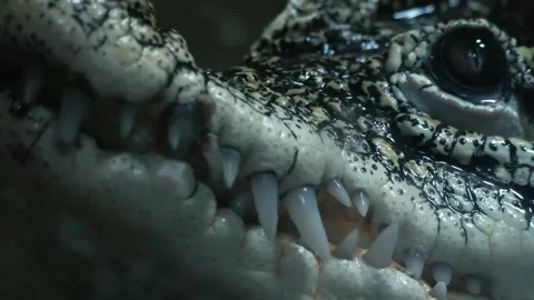 Crocodile Close up Stock Footage 283072522