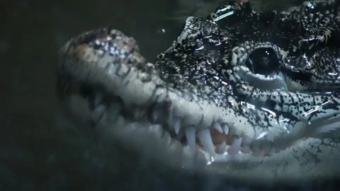 Crocodile Close up Stock Footage 283072528