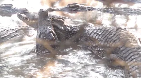 Crocodile close up with mouth wide open and lying in the sun Stockbeeldmateriaal 63391449