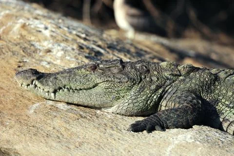 Crocodile close-up Fotos de archivo
