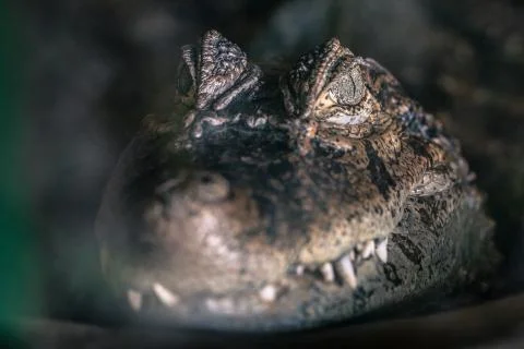 Crocodile close up Stock Photos