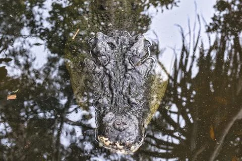 Crocodile Up Close Stock Photos