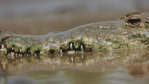 Crocodile Close Up Teeth Eye Costa Rica River Видео 347763174