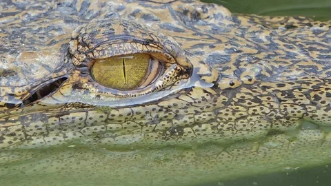 Crocodile closed the eye. Stock Footage 117444672