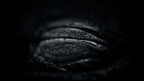 The crocodile closes and opens the eyes closeup Stock-Footage 82146759