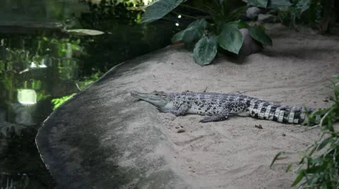Crocodile closes eyes 스톡 동영상 8946886
