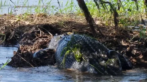 Crocodile closeup Stock Footage 152967445