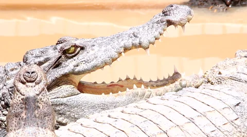 Crocodile closeup pan Видео 41209079