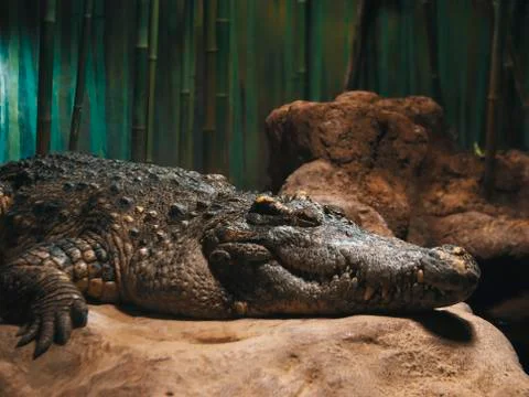 Crocodile closeup Stock Photos