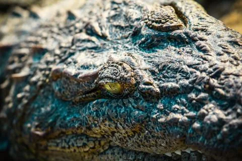 Crocodile closeup Stock Photos