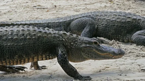 Crocodile comes and lies down on the sand Video stock 56598746