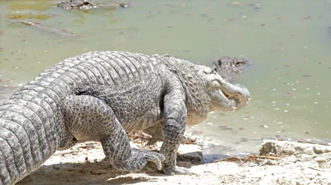 Crocodile comes into the river Video stock 50853268