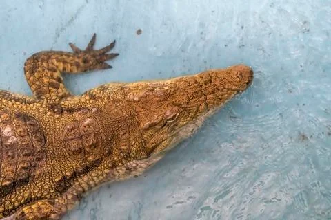 The crocodile cools in water Stock Photos