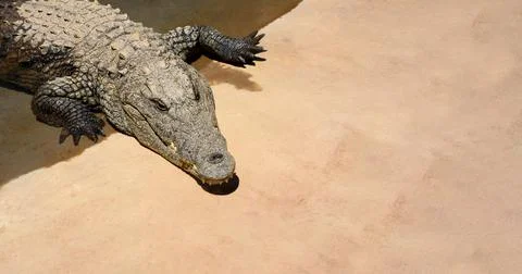 Crocodile in the corner on yellow sand Stock Photos