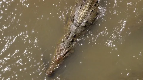 Crocodile in Costa Rica Stock Footage 101832861