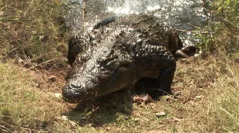 Crocodile crawling out of water Stock Footage 13082957