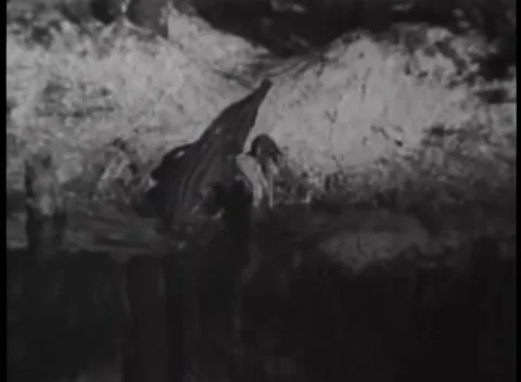 Crocodile crawling into river Stock Footage 260250369