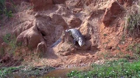Crocodile crawling to the water, Uganda Stock Footage 44333168