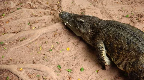 Crocodile creeps upon the earth. Stock Footage 48552852