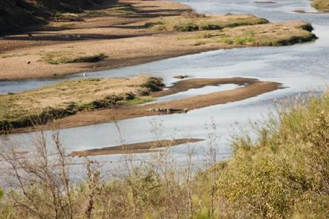 Crocodile on the Crocodile River Stock Photos