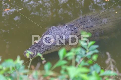 Crocodile (Crocodylinae) Stock Photos