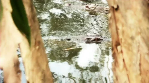 Crocodile Crossing Stock Footage 658436