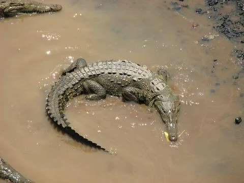 Crocodile in curled position Stock Photos