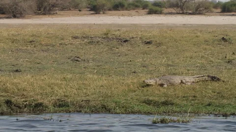 Crocodile darts into the river Stock Footage 39028632