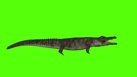 Crocodile Death Green Screen Animation 4k Rendering Stock Footage 296980152