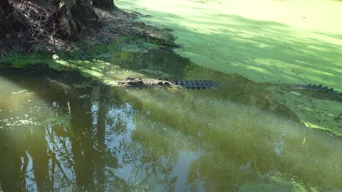 Crocodile Disappearing Backward, slinking Beneath Mossy Green Swamp Water Stock Footage 314943309