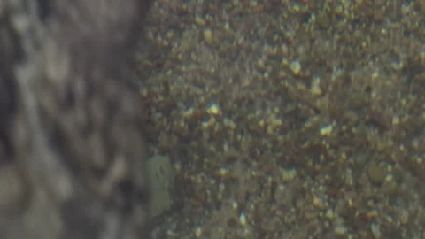 Crocodile Diving from Water Surface to Underwater Stock Footage 307468597