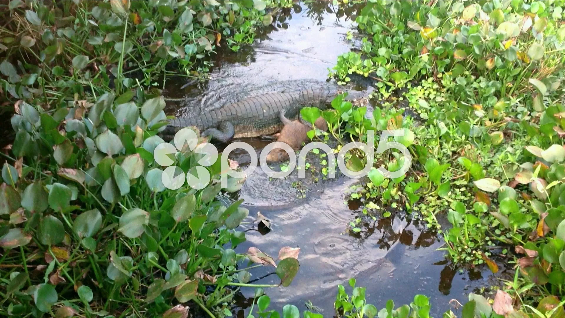 Crocodile Dragging A Dead Capybara Throu Stock Video Pond5