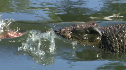 Crocodile eating a boar head Stock Footage 36461260