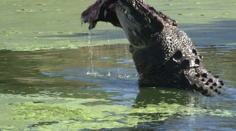 Crocodile eating a boar head Stock Footage 36464265