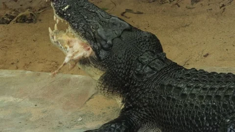 Crocodile eating a chicken Stock Footage 239842617