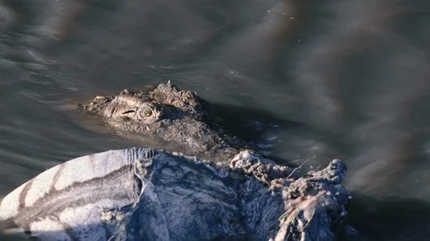 Crocodile eating dead zebra in a river stream in Maasai Mara triangle, Kenya Stock Footage 97628151