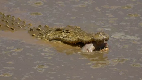 Crocodile Eating Fish Видео 347655238