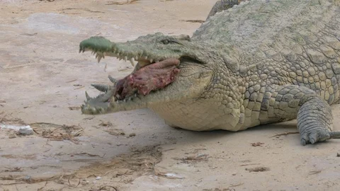 Crocodile eating its prey Video stock 104588484