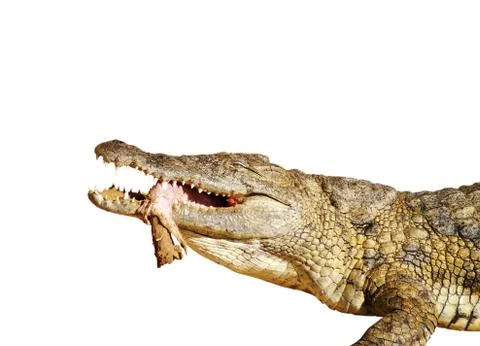 Crocodile eating Stock Photos