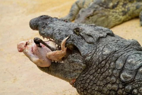 Crocodile is eating Stock Photos