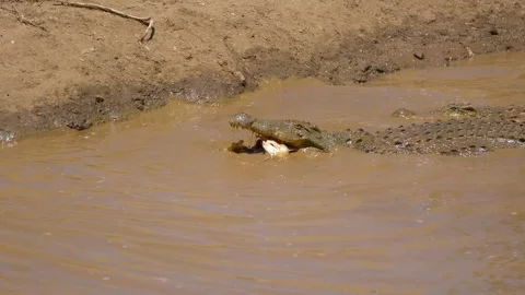 Crocodile Eats catfish 库存影片 347655245