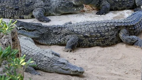 The crocodile eats the meat 01 Stock Footage 81049957