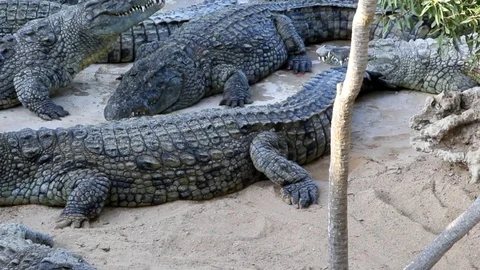 The crocodile eats the meat 02 Stock Footage 81049974