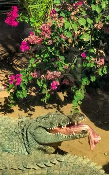 Crocodile eats meat on the background of trees and pink flowers Stock Photos
