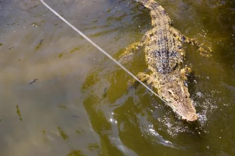 The crocodile eats meat. Feeding crocodiles in Vietnam Stock Photos