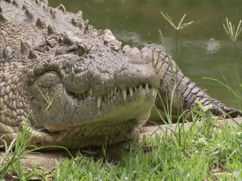 Crocodile at the edge of water Video stock 12366338