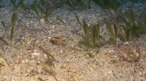 Crocodile Eel sticks head out of hole Stock Footage 10890753