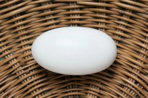 Crocodile egg Stock Photos