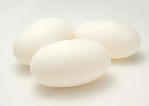 Crocodile eggs Фото